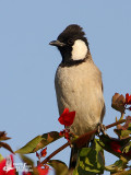 White-eared Bulbul