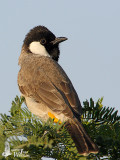 White-eared Bulbul