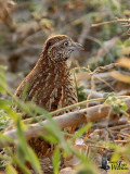 Female Barred Buttonquail