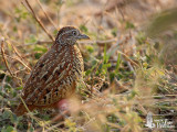 Female Barred Buttonquail