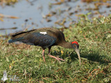 Adult Red-naped Ibis
