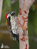 Female Lesser Goldenback