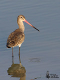 Adult Black-tailed Godwit in non-breeding plumage