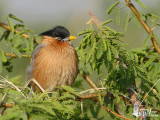 Adult Brahminy Starling