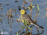 Adult male Citrine Wagtail