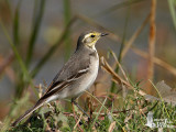 First winter Citrine Wagtail