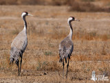 Adult Common Cranes