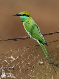 Adult Green Bee-eater