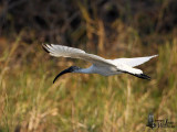 Immature Black-headed Ibis