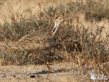 Macqueens Bustard