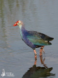 Grey-headed Swamphen