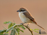 Female Red-tailed Shrike