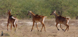 Female Nilgais