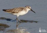 Broad-billed Sandpiper