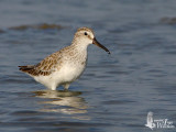 Broad-billed Sandpiper