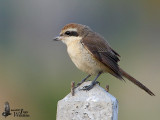 Female Brown Shrike