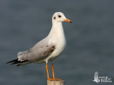 First winter Brown-headed Gull