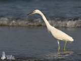Chinese Egret in non-breeding plumage
