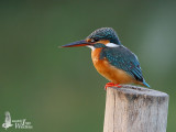 Female Common Kingfisher