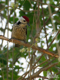 Male Fulvous-breasted Woodpecker