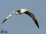 First winter Brown-headed Gull