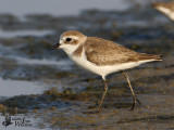 Lesser Sand Plover