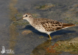 Long-toed Stint