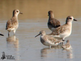 Great Knot