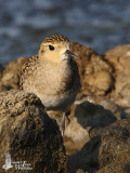 Pacific Golden Plover