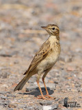 Paddyfield Pipit