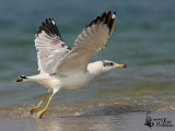 Pallass Gull