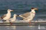Two Pallass Gulls with two Brown-headed Gulls