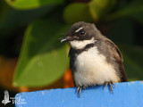 Pied Fantail