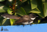 Pied Fantail