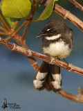 Pied Fantail