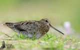 Pintail Snipe