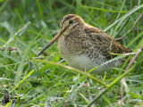 Pintail Snipe