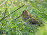 Pintail Snipe