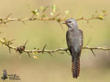 Male Plaintive Cuckoo