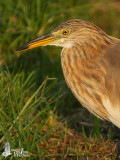 Pond Heron