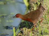 Ruddy-breasted Crake
