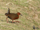 Ruddy-breasted Crake