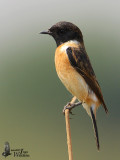 Male Stejnegers Stonechat assuming breeding plumage