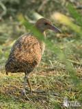 Slaty-breasted Rail