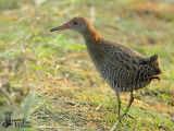 Adult Slaty-breasted Rail