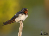 Barn Swallow