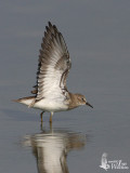 Temmincks Stint in non-breeding plumage