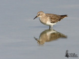 Temmincks Stint in non-breeding plumage