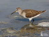 Wood Sandpiper