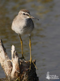 Wood Sandpiper